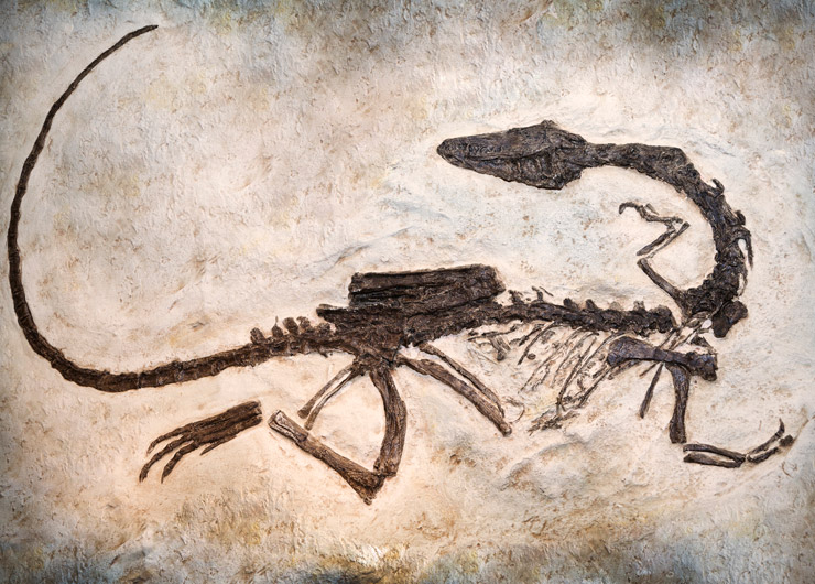Living Fossils: The Fascinating World of Scorpions